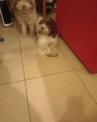 Lagotto romagnolo femmina
