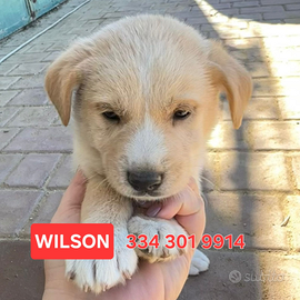 Wilson: cucciolo dolce e coccolone