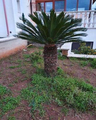 Cycas
