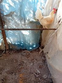 galline  livornesi 