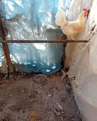 galline  livornesi 