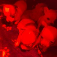 Chihuahua