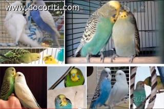 Blocco coccorite