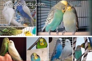 Blocco coccorite