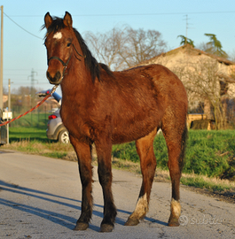 Cavallo Puledro maschio