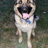 Pastore grigionee maschio