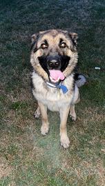 Pastore grigionee maschio