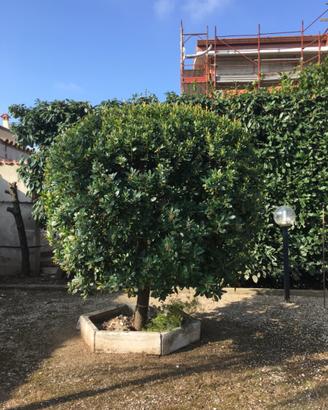 Corbezzolo Marino
