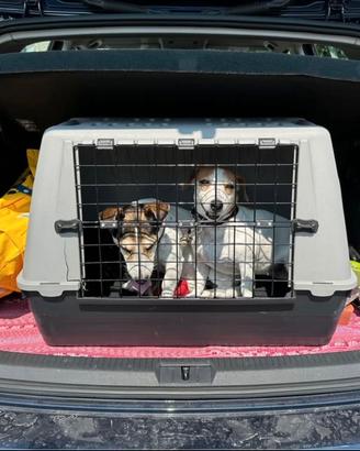 Kennel per cani, robusto e confortevole