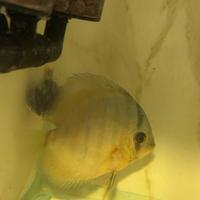 Discus