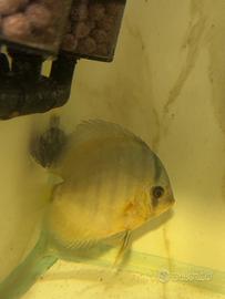Discus