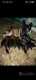 Pastore belga malinois