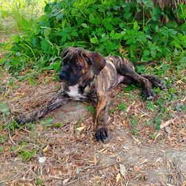 Cucciolo di cane corso tigrato