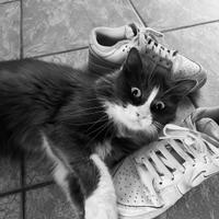 Animali gatto