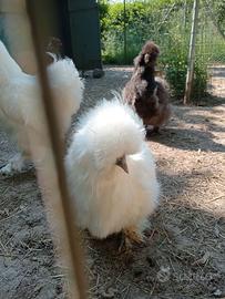 Coppie moroseta bianche