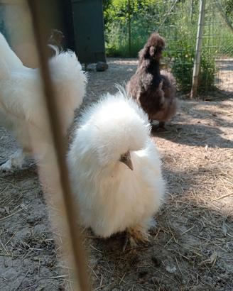 Coppie moroseta bianche