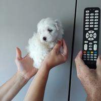 Cucciolo Maltipoo mini toy da borsetta