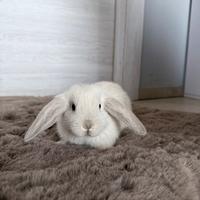 Cuccioli di Ariete