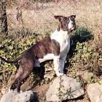 Stallone AMSTAFF per monte