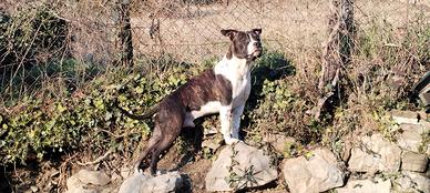 Stallone AMSTAFF per monte