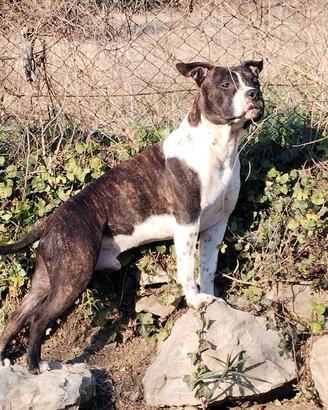 Stallone AMSTAFF per monte