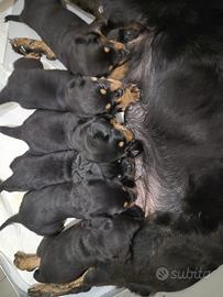 Cuccioli di rotwailer
