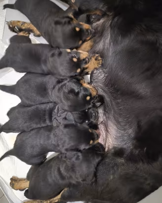 Cuccioli di rotwailer