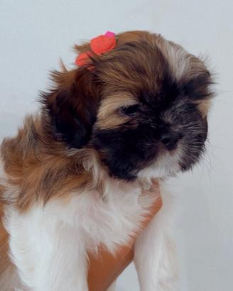 Cucciola Shitzu