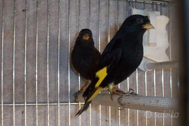 Coppia 2025 negrito della bolivia