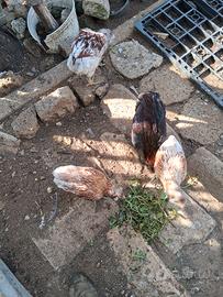Galline araucane