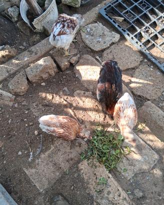 Galline araucane