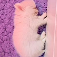 Chihuahua taglia mini mini