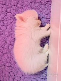 Chihuahua taglia mini mini