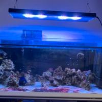 Lampada acquario marino  Bizeta