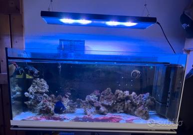 Lampada acquario marino  Bizeta