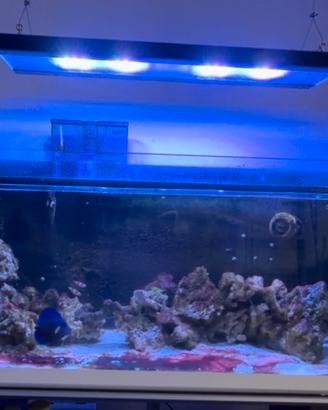 Lampada acquario marino  Bizeta