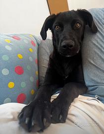 Cane labrador dolce adotta meticcio