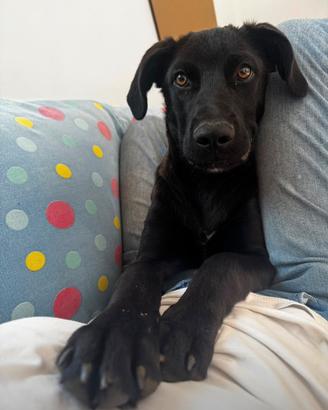 Cane labrador dolce adotta meticcio