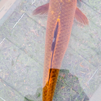 Carpa koi