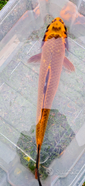 Carpa koi