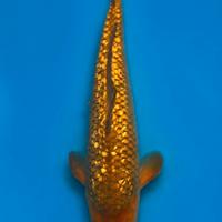 Carpe koi Chagoi Ginrin