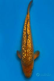 Carpe koi Chagoi Ginrin