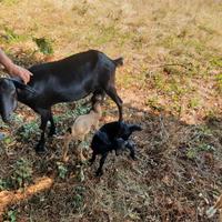 Capra+ 2 capretti