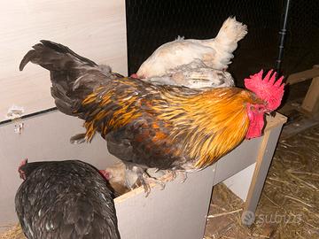 Galline