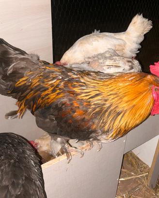Galline