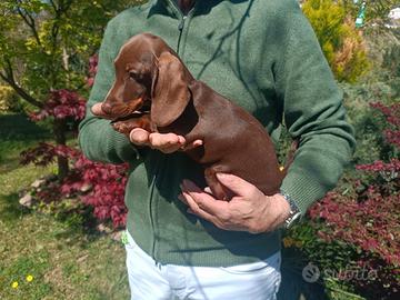 Cuccioli di bassotto
