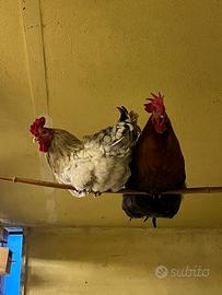 Galli Olivegger e Marans