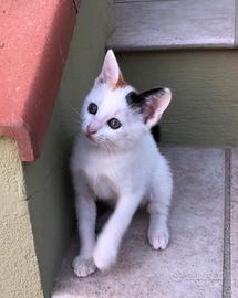 Due cuginette birbanti in adozione