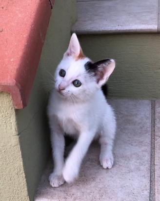 Due cuginette birbanti in adozione