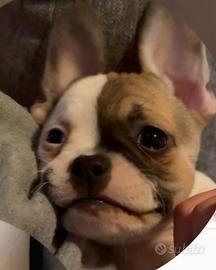 Cucciolo bulldog francese